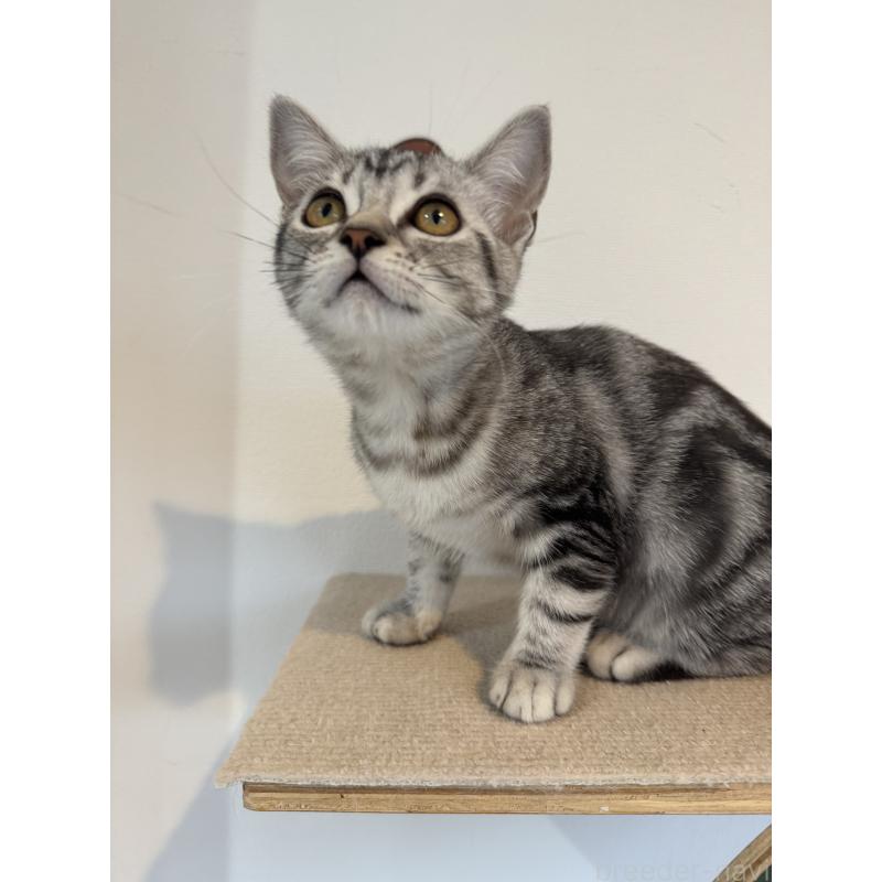 販売中の大阪府のアメリカンショートヘア-125300の2枚目