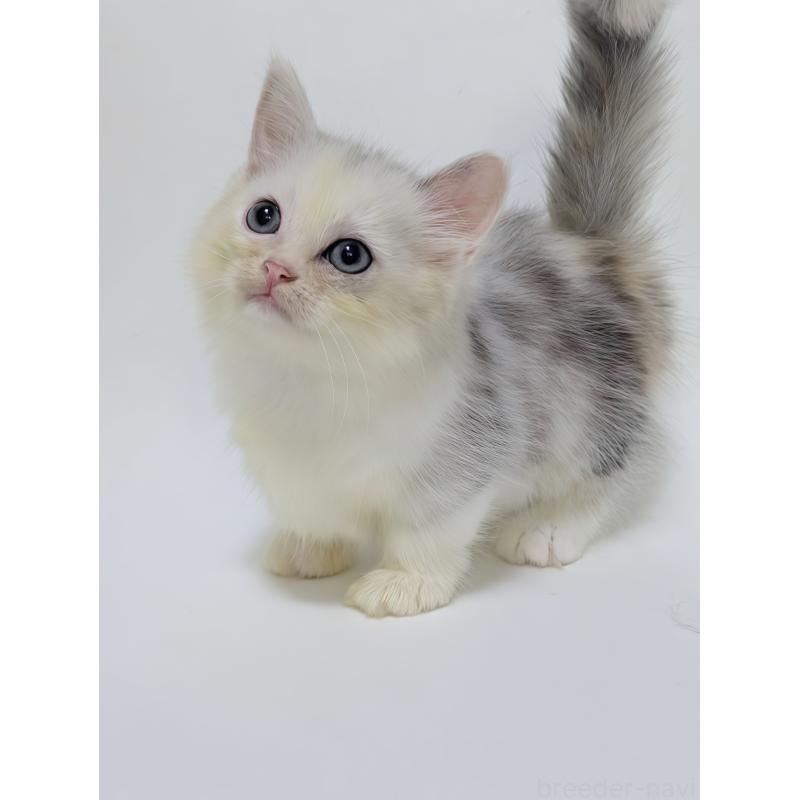 販売中の福岡県のミヌエット(短足)-130037の2枚目