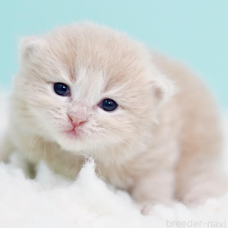 販売中の東京都のサイベリアン-130869