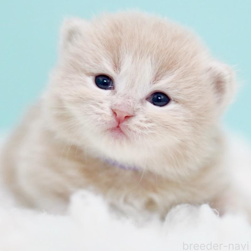 販売中の東京都のサイベリアン-130869の15枚目