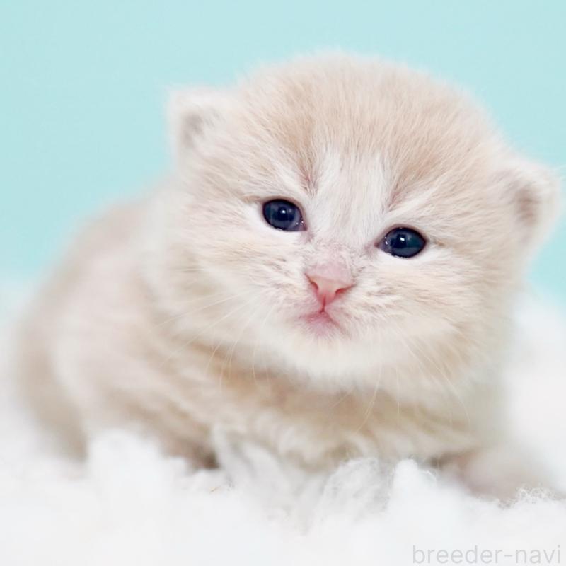 販売中の東京都のサイベリアン-130869の14枚目