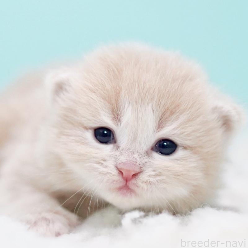 販売中の東京都のサイベリアン-130869の13枚目