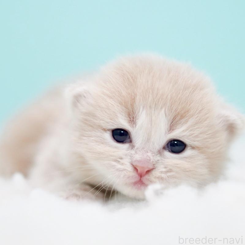 販売中の東京都のサイベリアン-130869の12枚目