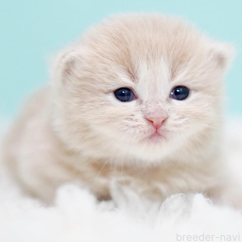 販売中の東京都のサイベリアン-130869の11枚目