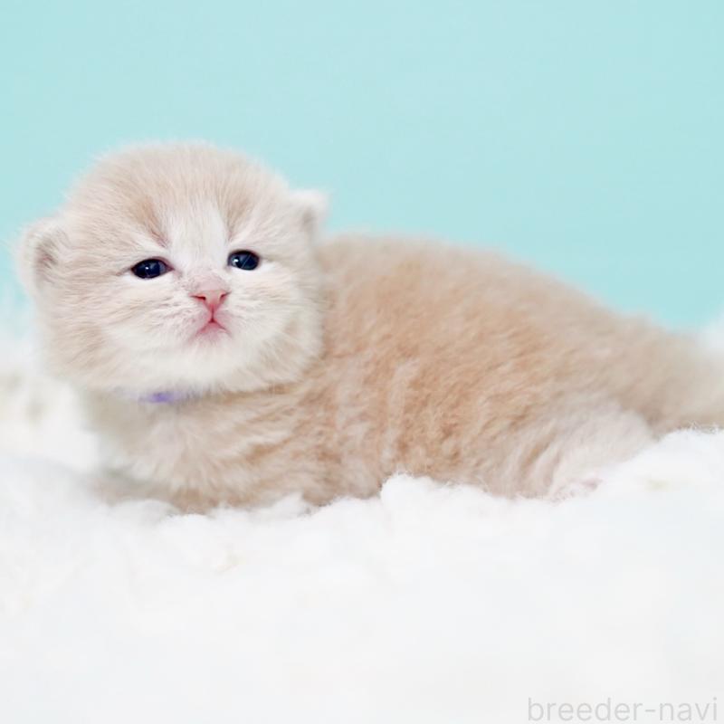 販売中の東京都のサイベリアン-130869の10枚目