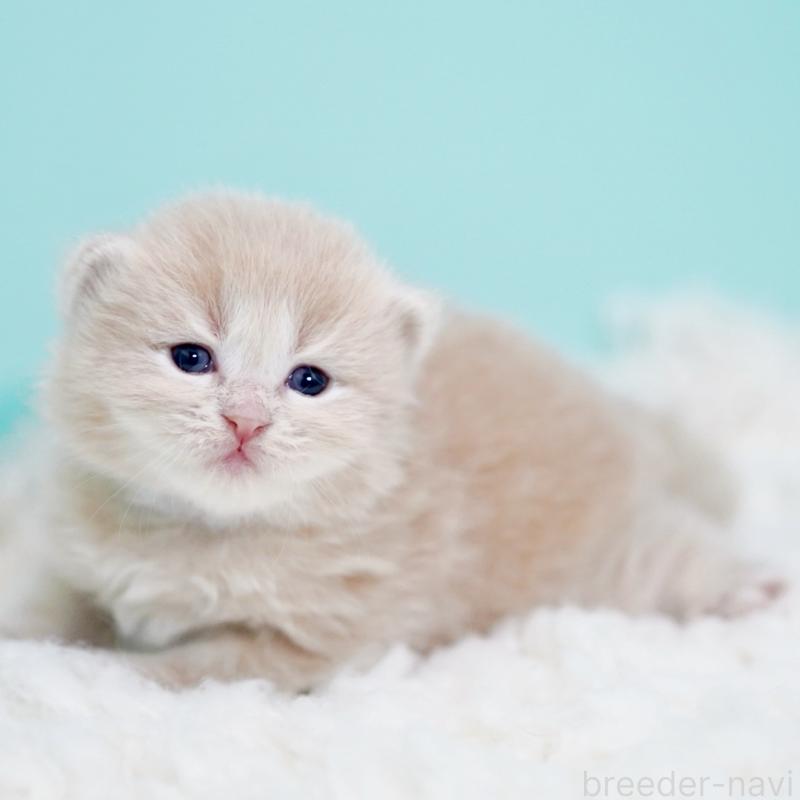 販売中の東京都のサイベリアン-130869の9枚目