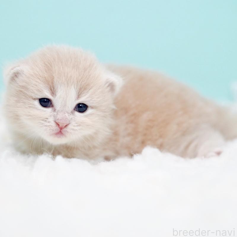 販売中の東京都のサイベリアン-130869の8枚目