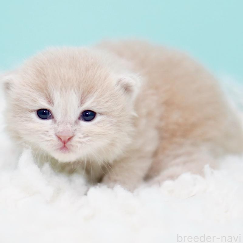 販売中の東京都のサイベリアン-130869の7枚目