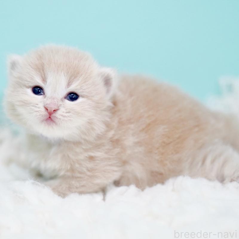 販売中の東京都のサイベリアン-130869の6枚目