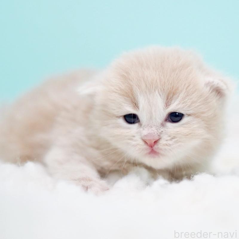 販売中の東京都のサイベリアン-130869の5枚目