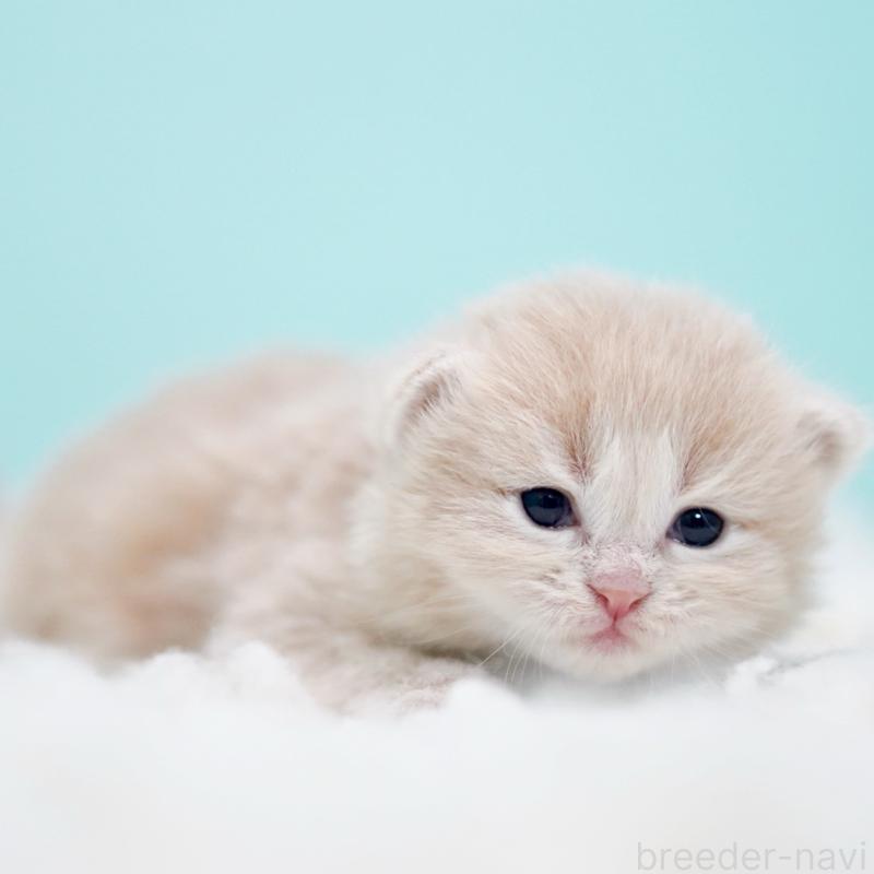 販売中の東京都のサイベリアン-130869の4枚目