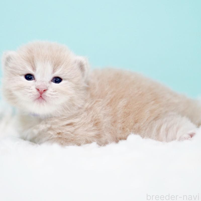 販売中の東京都のサイベリアン-130869の3枚目