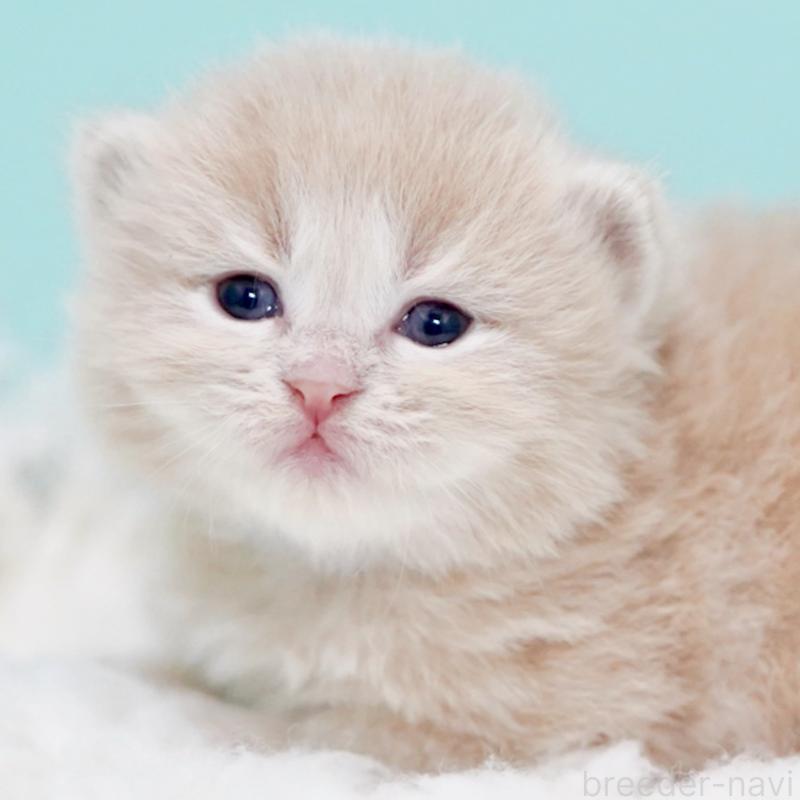 販売中の東京都のサイベリアン-130869の2枚目