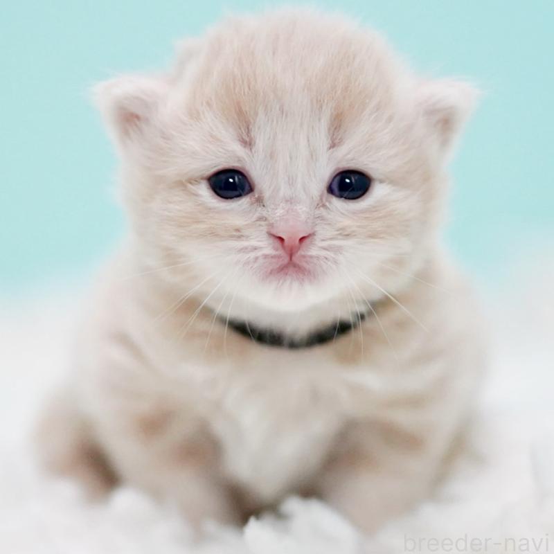 販売中の東京都のサイベリアン-130870