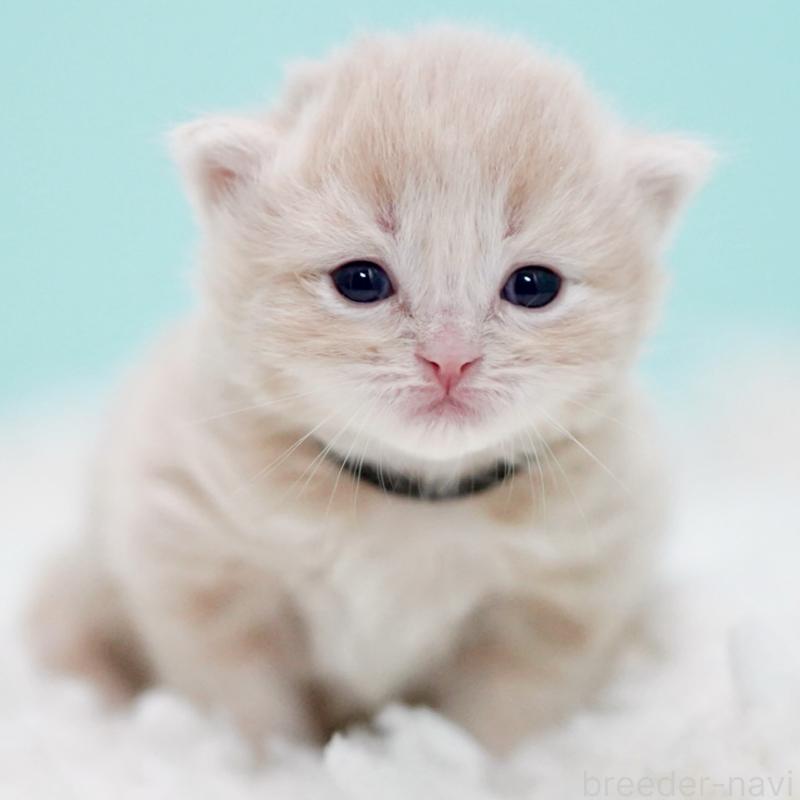 販売中の東京都のサイベリアン-130870の15枚目