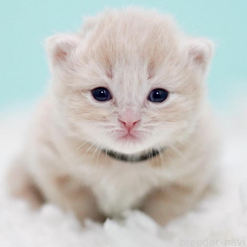 販売中の東京都のサイベリアン-130870の14枚目