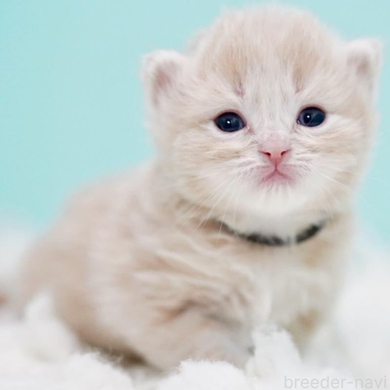 販売中の東京都のサイベリアン-130870の12枚目