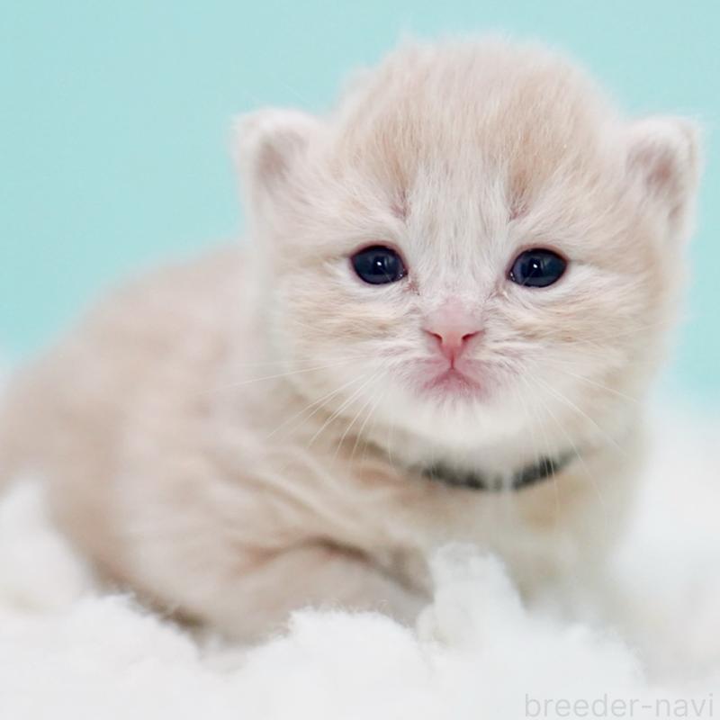 販売中の東京都のサイベリアン-130870の11枚目