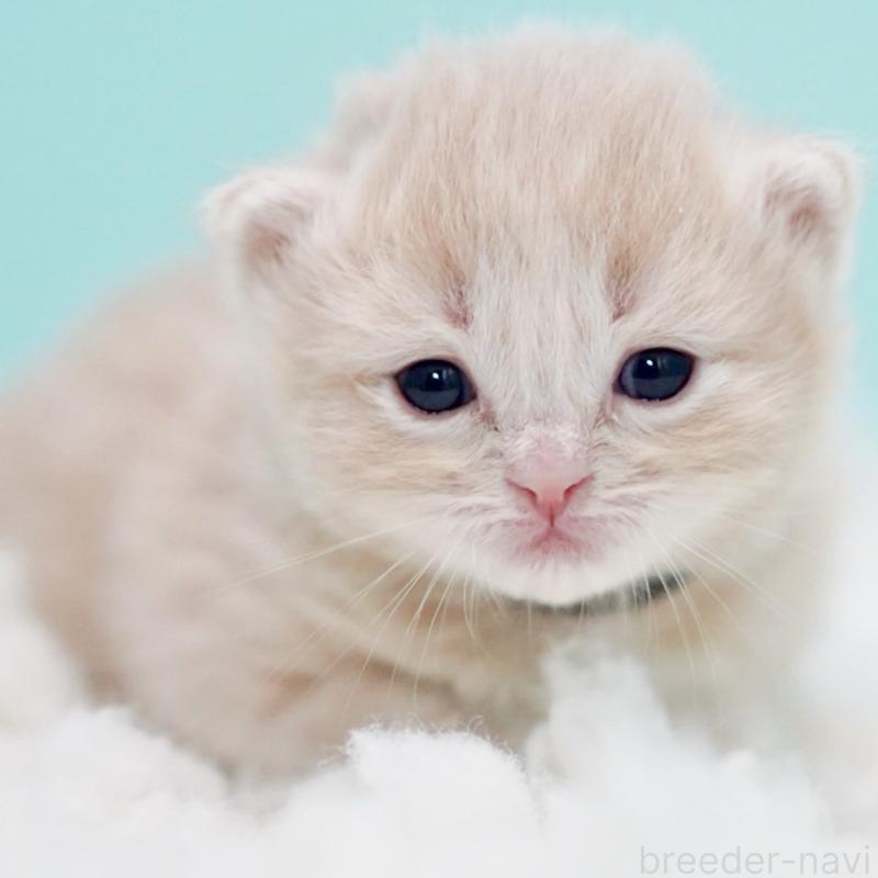 販売中の東京都のサイベリアン-130870の10枚目