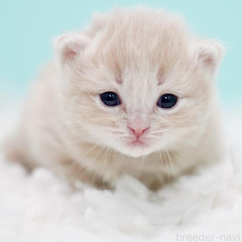 販売中の東京都のサイベリアン-130870の9枚目