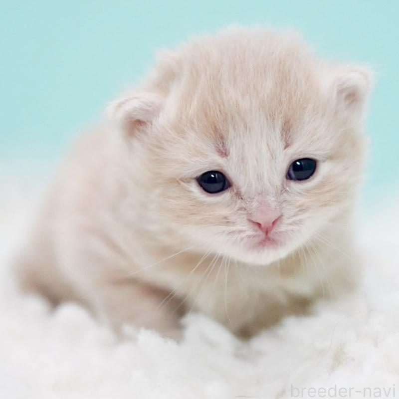 販売中の東京都のサイベリアン-130870の8枚目