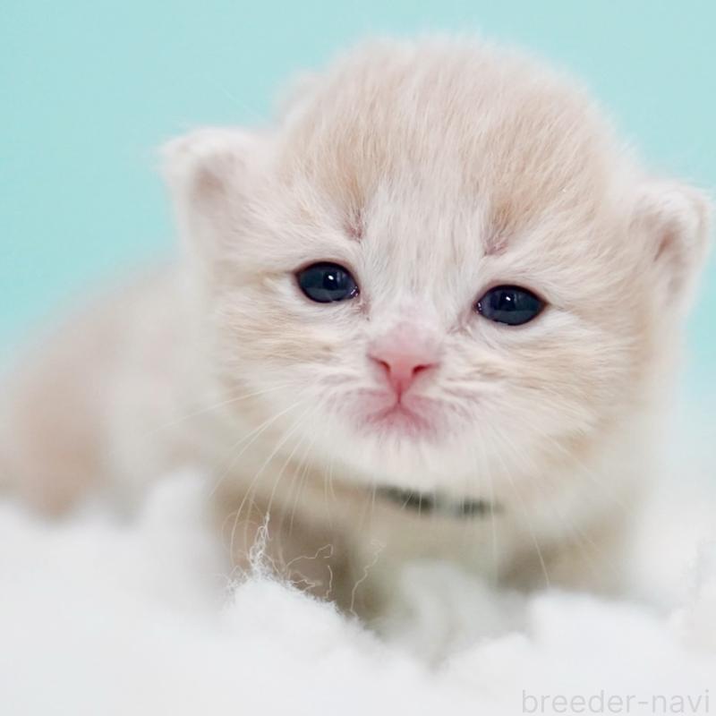 販売中の東京都のサイベリアン-130870の7枚目