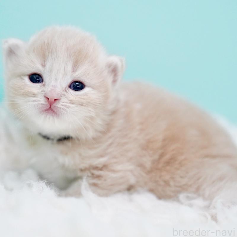 販売中の東京都のサイベリアン-130870の6枚目