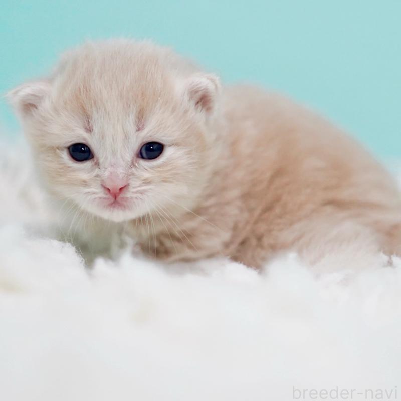 販売中の東京都のサイベリアン-130870の5枚目