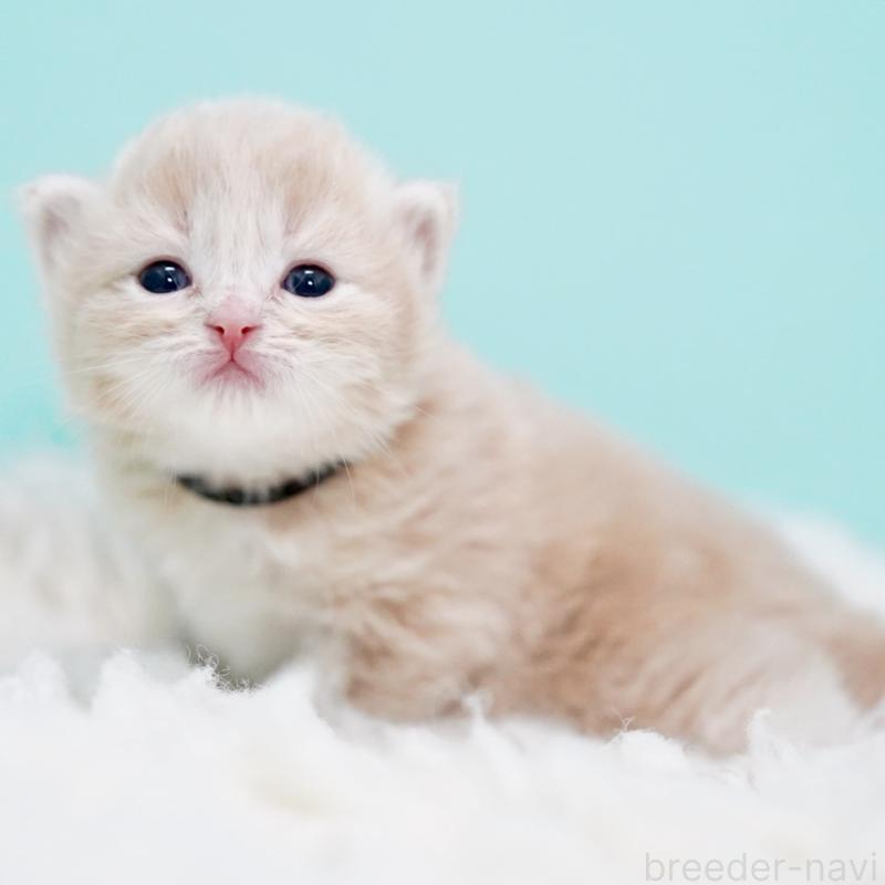 販売中の東京都のサイベリアン-130870の4枚目