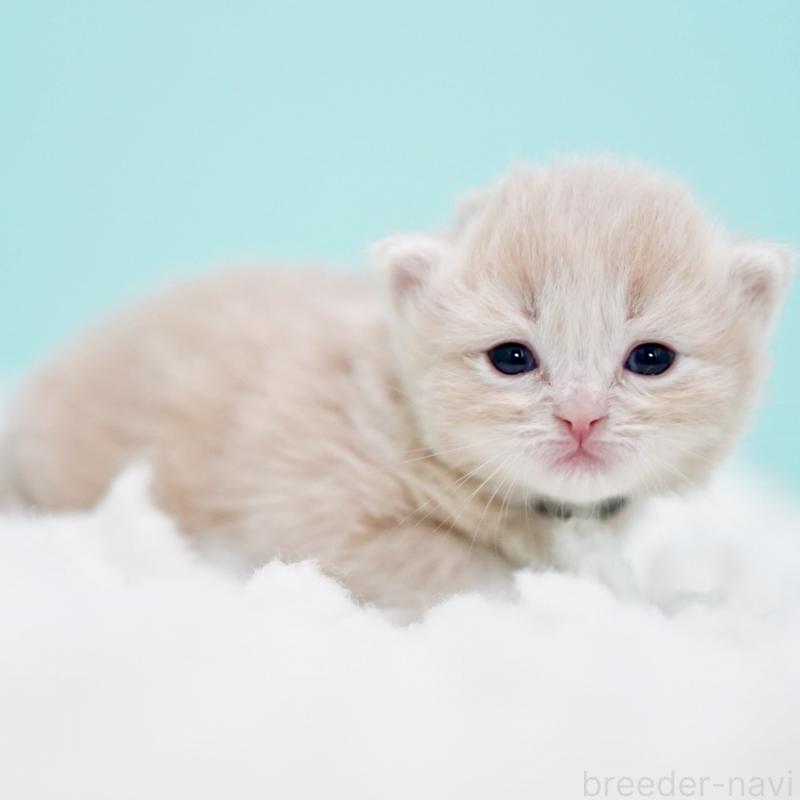 販売中の東京都のサイベリアン-130870の3枚目