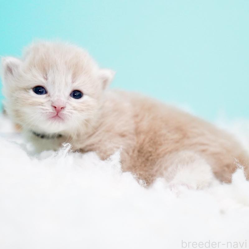 販売中の東京都のサイベリアン-130870の2枚目