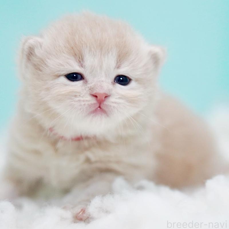 販売中の東京都のサイベリアン-130871の15枚目