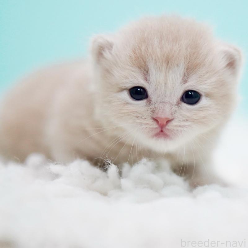 販売中の東京都のサイベリアン-130871の14枚目