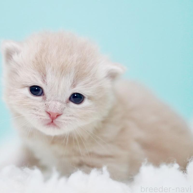 販売中の東京都のサイベリアン-130871の13枚目