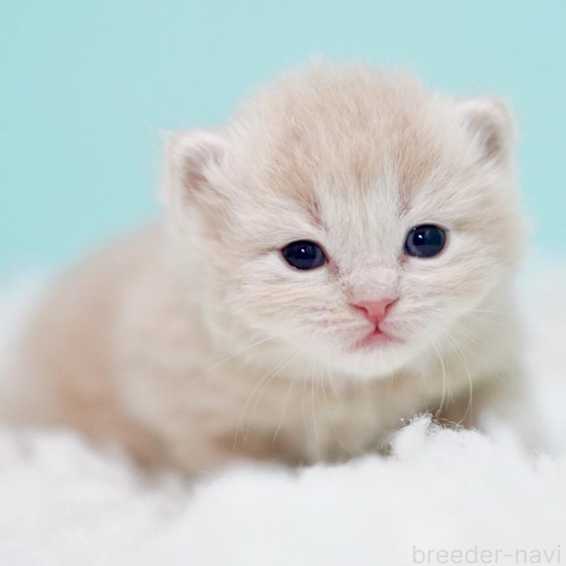 販売中の東京都のサイベリアン-130871