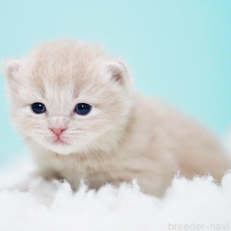 販売中の東京都のサイベリアン-130871の12枚目