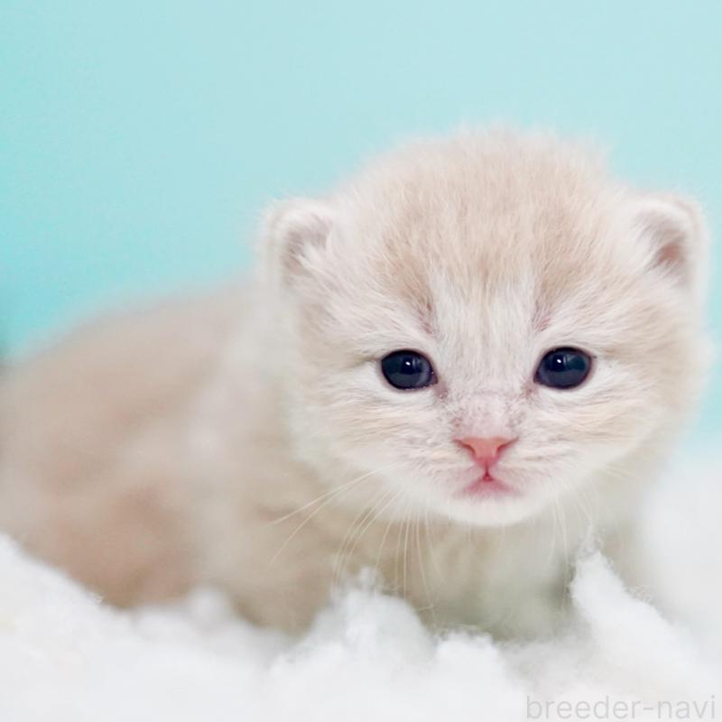 販売中の東京都のサイベリアン-130871の11枚目