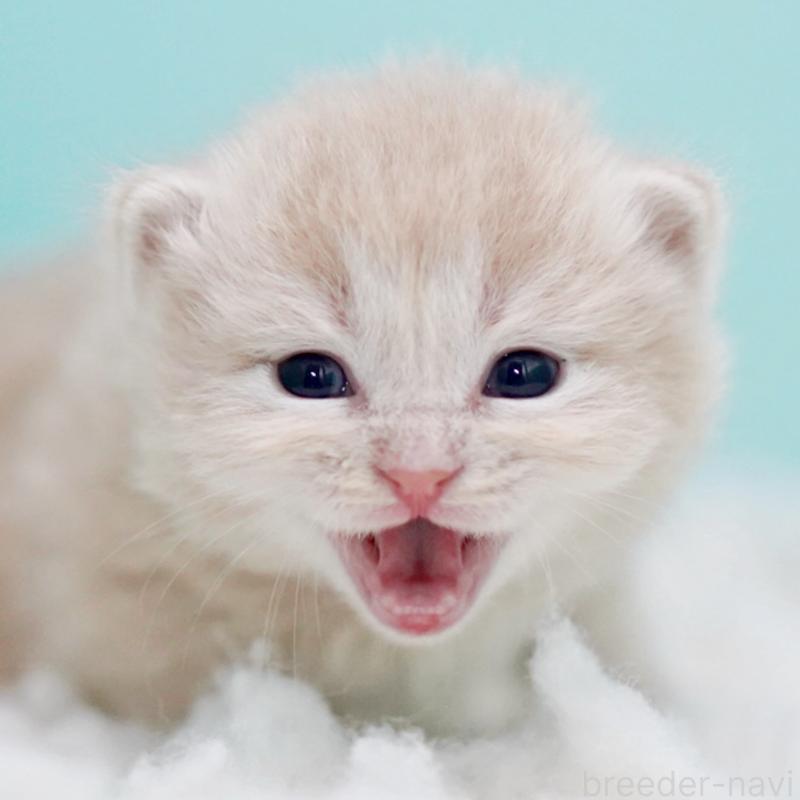 販売中の東京都のサイベリアン-130871の10枚目