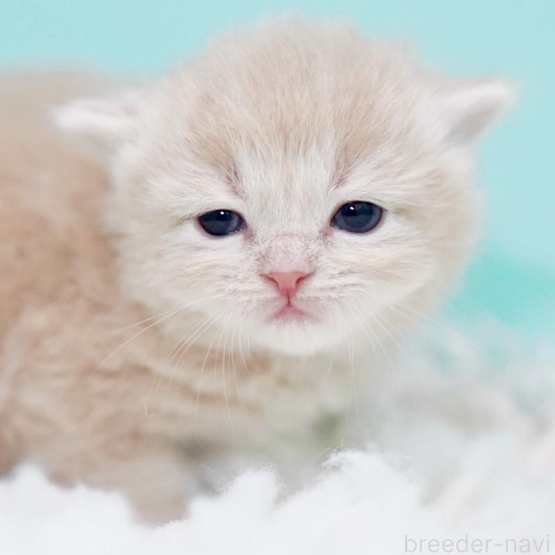 販売中の東京都のサイベリアン-130871の9枚目