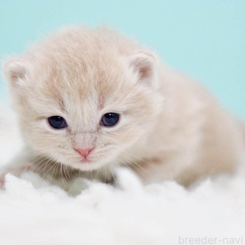 販売中の東京都のサイベリアン-130871の8枚目