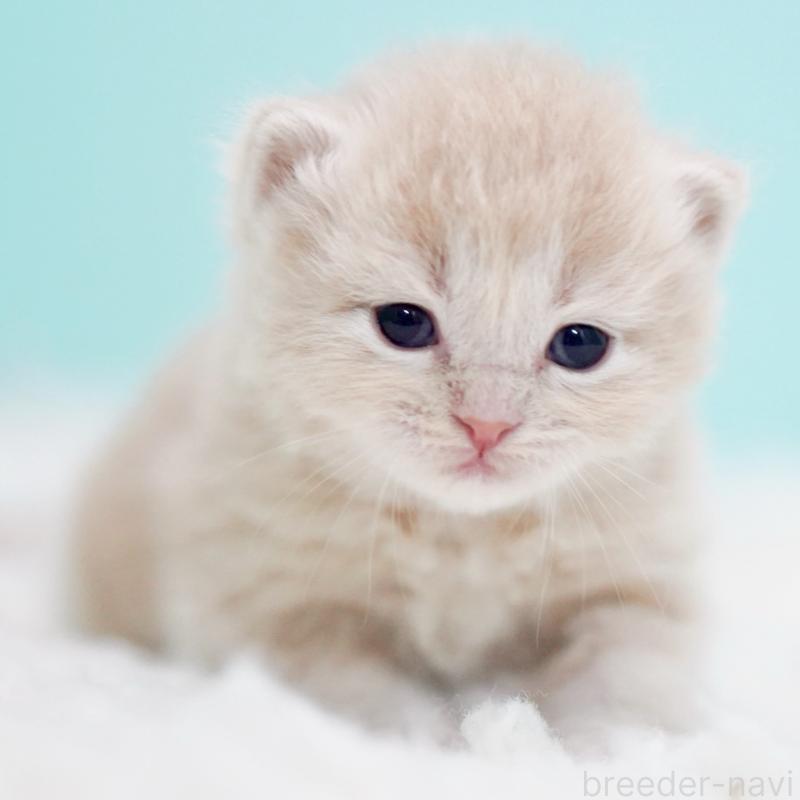 販売中の東京都のサイベリアン-130871の7枚目