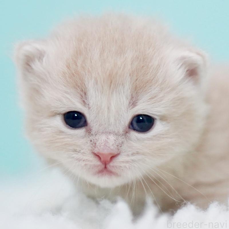 販売中の東京都のサイベリアン-130871の6枚目