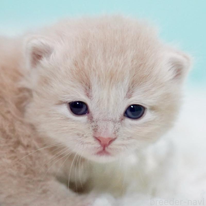 販売中の東京都のサイベリアン-130871の5枚目