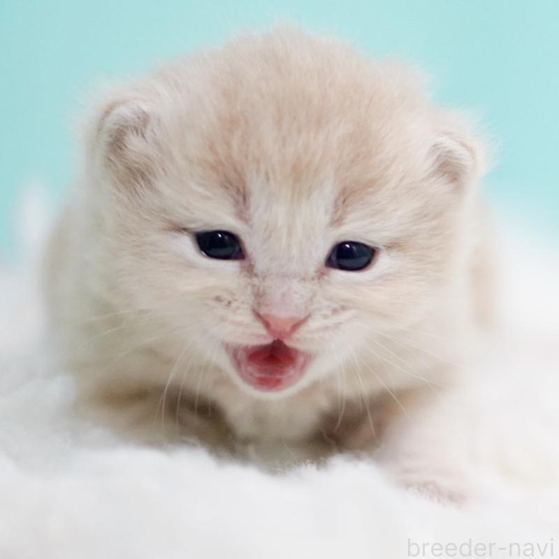 販売中の東京都のサイベリアン-130871の4枚目