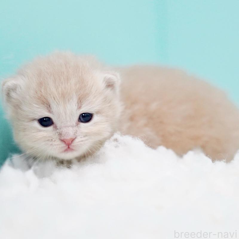 販売中の東京都のサイベリアン-130871の3枚目