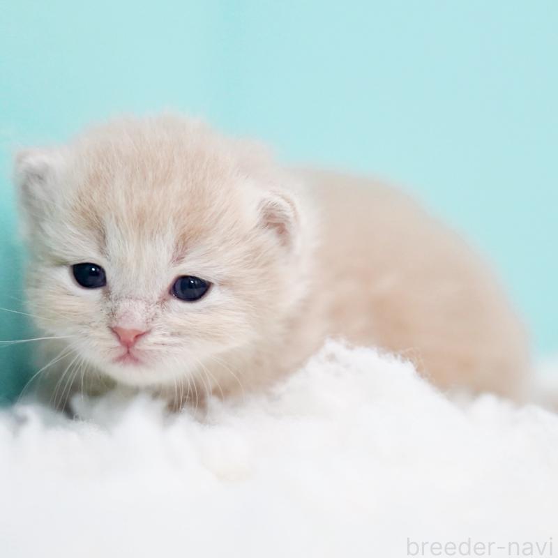 販売中の東京都のサイベリアン-130871の2枚目