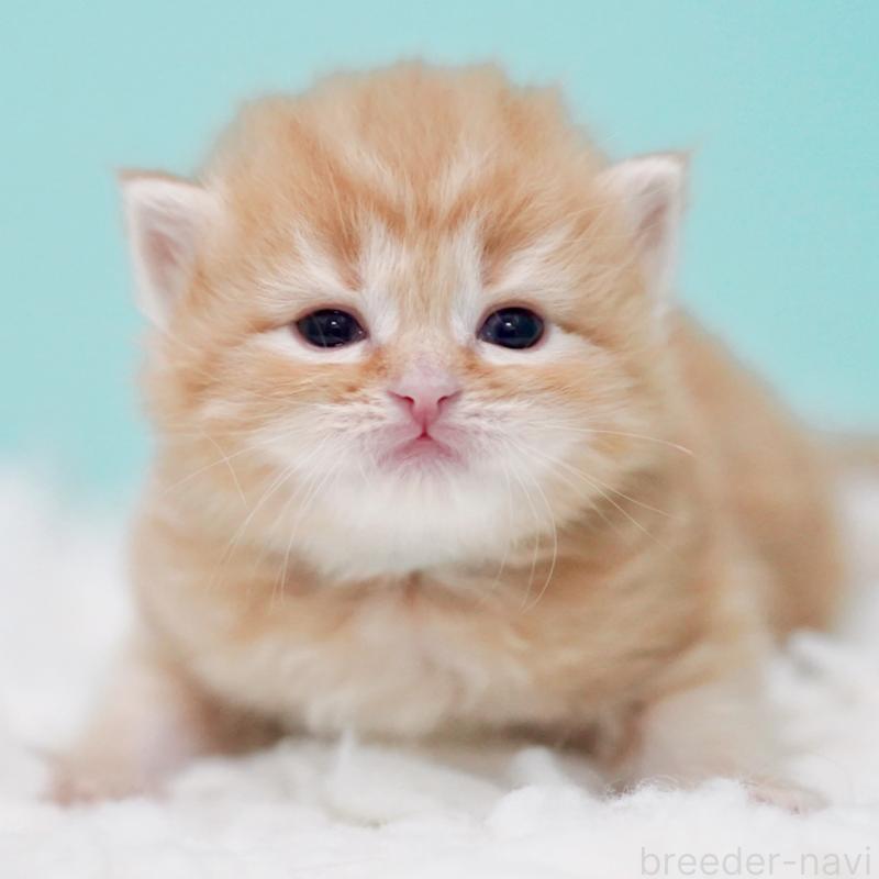 販売中の東京都のサイベリアン-130872