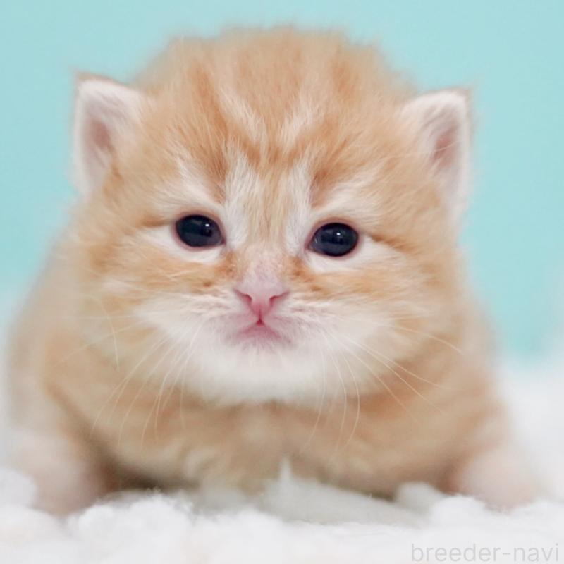 販売中の東京都のサイベリアン-130872の15枚目