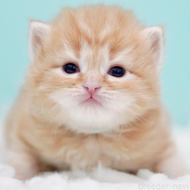 販売中の東京都のサイベリアン-130872の14枚目