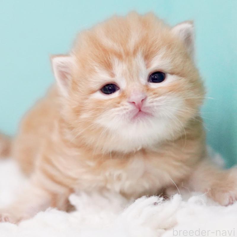 販売中の東京都のサイベリアン-130872の13枚目